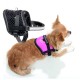 Harnais noir pour petit chien