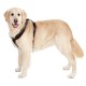 Harnais noir en nylon pour grand chien