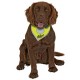 Foulard de sécurité Safety Dog