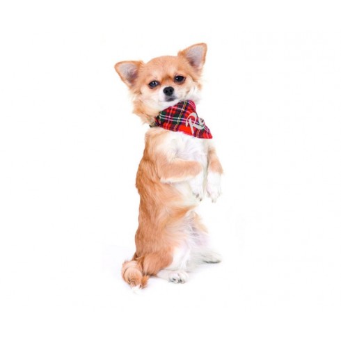 Collier en nylon et foulard Scotland
